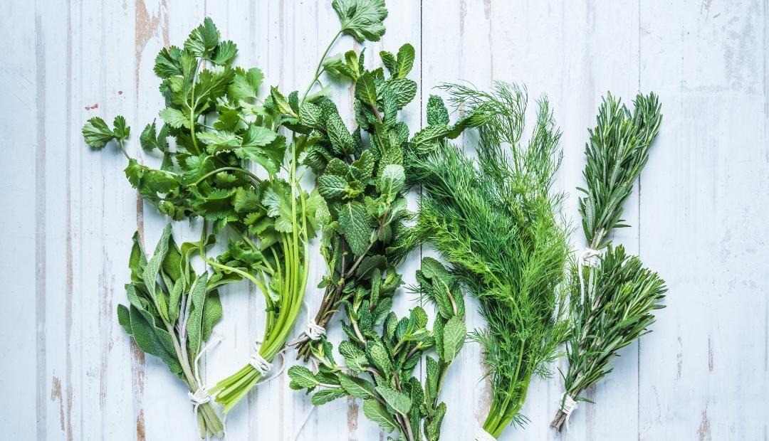 Food Preservation Tips: How to Keep Herbs Fresh for Longer Cover Photo
