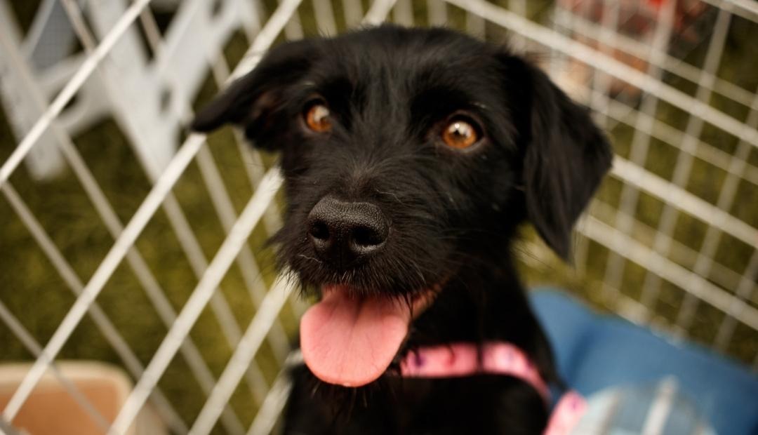7 Benefits of Adopting a Dog From the Shelter Cover Photo