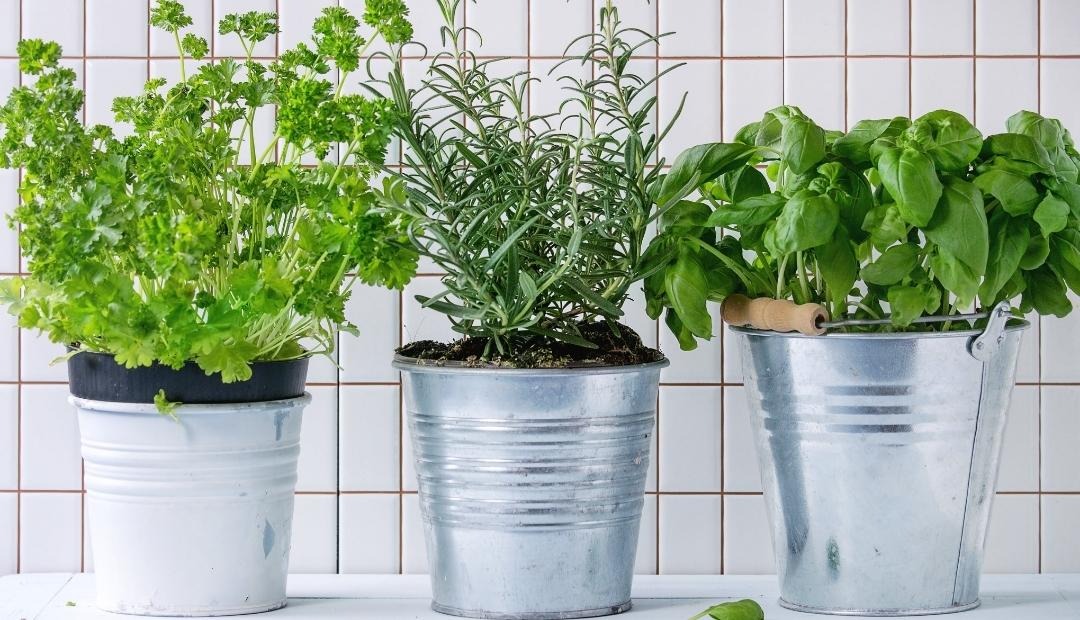 4 Fantastic Herbs To Grow In Your Kitchen Cover Photo