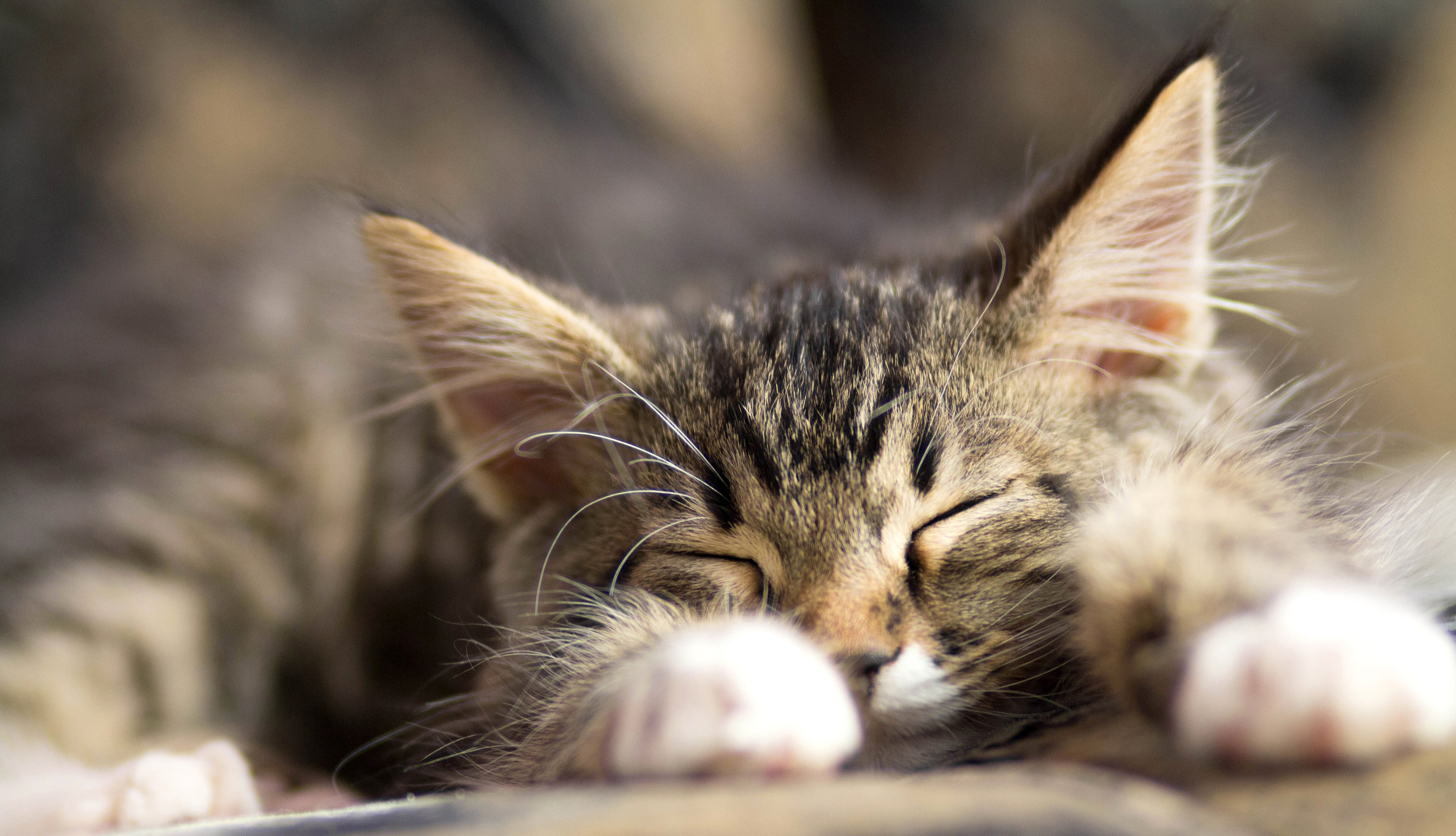 5 Ways to Significantly Reduce Hairballs at Home Cover Photo