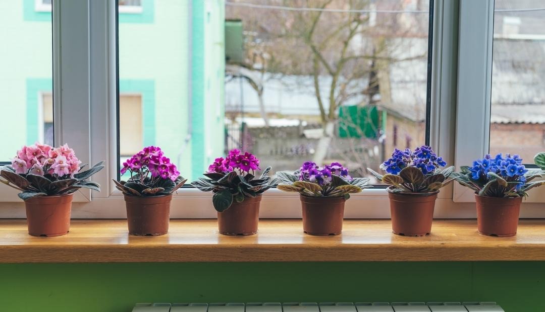 5 Easiest Flowers To Grow In Your Apartment Cover Photo