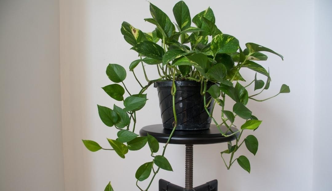 9 Easiest Indoor Plants to Care for in Your Apartment Cover Photo