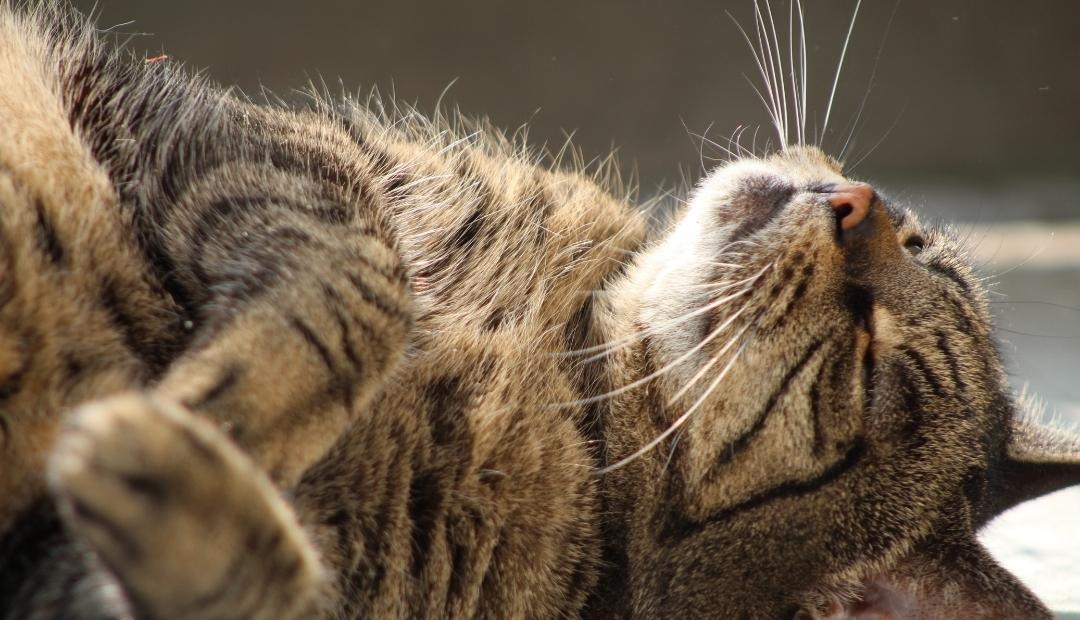 7 Tips for Keeping Your Cat Healthy Cover Photo