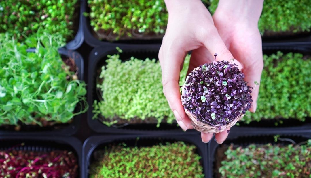 Exploring the Microgreen Craze: Benefits and More Cover Photo