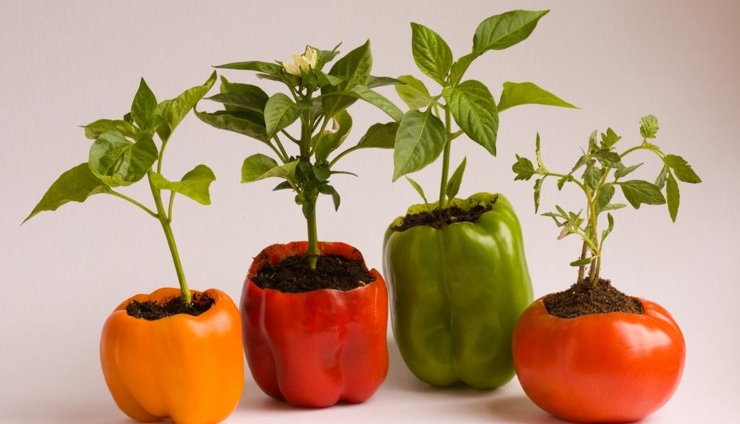 5 Vegetables That Easily Grow Indoors Cover Photo