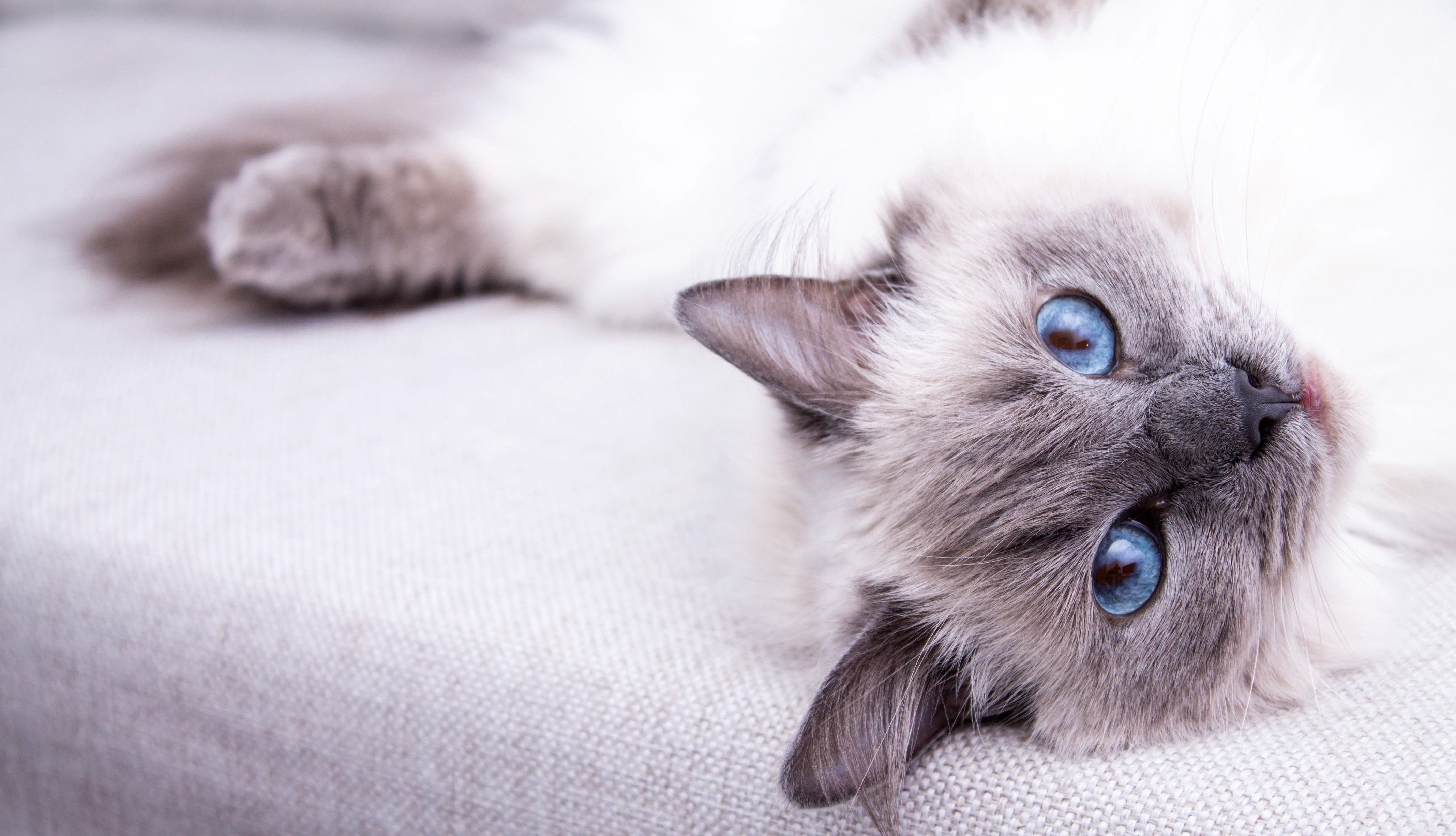 How to Deal With Your Cat's Hairy Problem: Minimizing Hairballs at Home Cover Photo