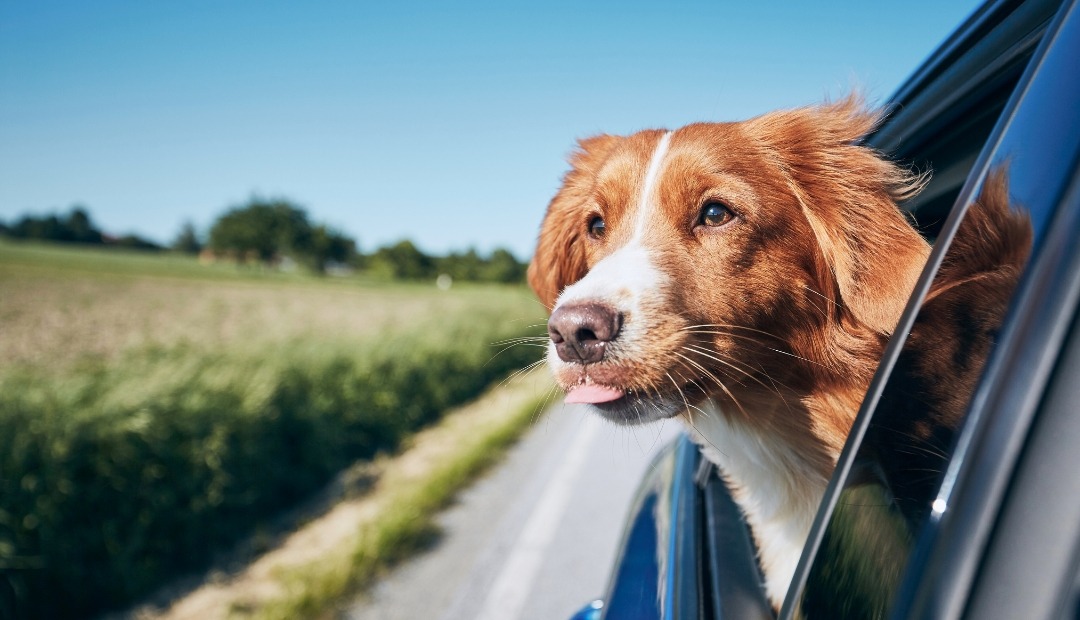 Image for Traveling with Pets: Tips and Advice for a Pawsome Journey