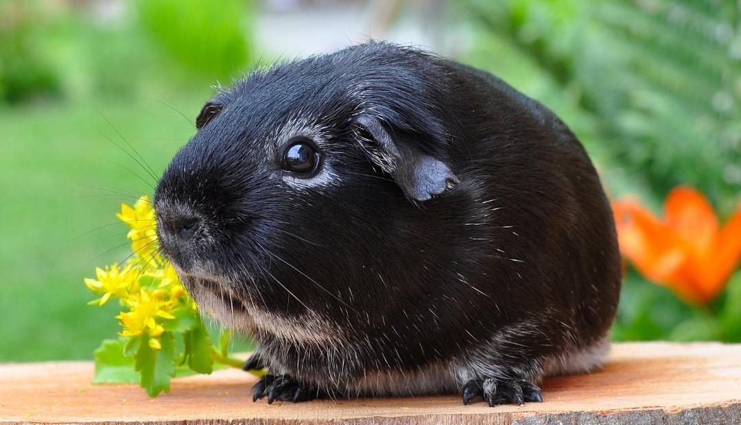 5 Tips for Keeping Your Guinea Pig Happy and Healthy Cover Photo