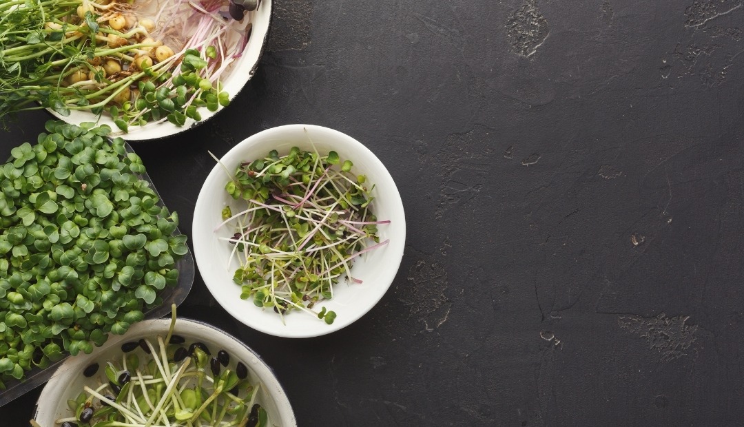 The World of Microgreens: Benefits, Types, and More Cover Photo