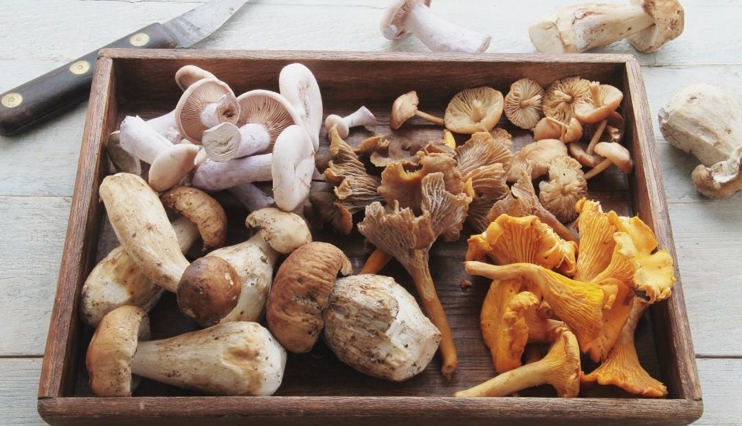 5 Great Reasons To Eat Mushrooms Regularly Cover Photo