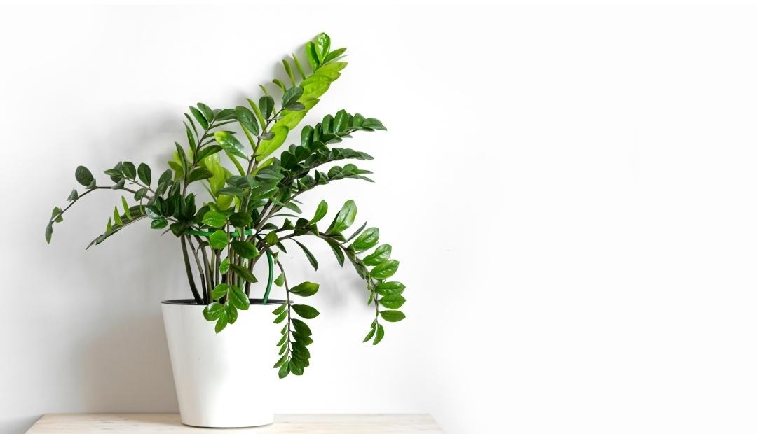 9 Low-Maintenance Indoor Plants That Are Almost Impossible to Kill Cover Photo
