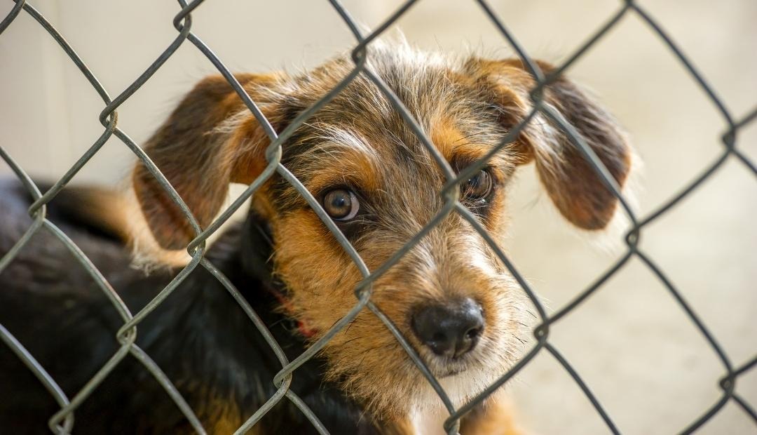 Choosing a Dog: 7 Reasons to Adopt, Not Shop Cover Photo