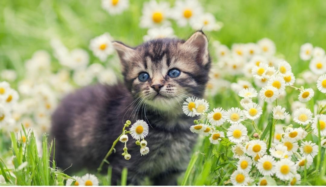 What to Expect During Your First Weeks With Your Kitten Cover Photo
