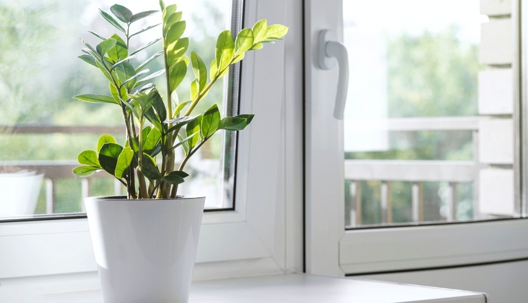 9 Houseplants That Are Incredibly Hard to Kill Cover Photo