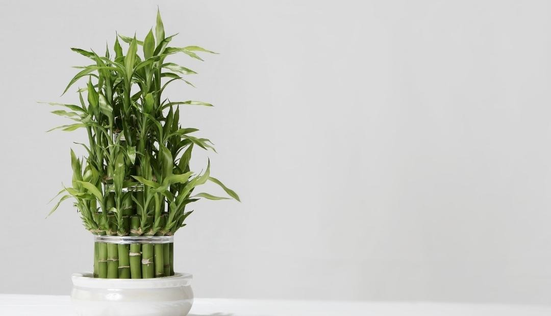 9 Best Apartment Plants for Those Without a Green Thumb Cover Photo