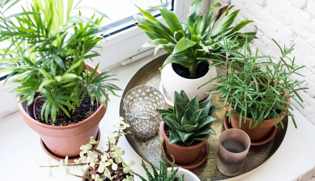 5 Houseplants to Bring Peace and Calm to Your Kitchen Cover Photo