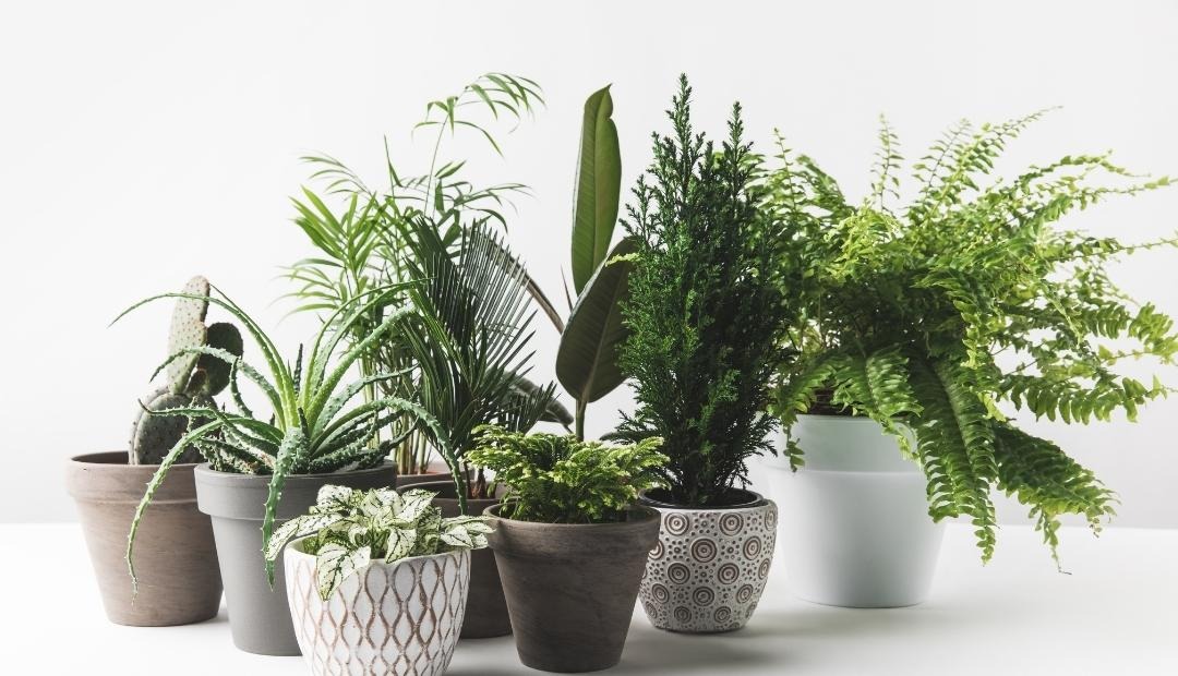 5 Low-Maintenance Houseplants That Add a Touch of Nature to Your Kitchen Cover Photo