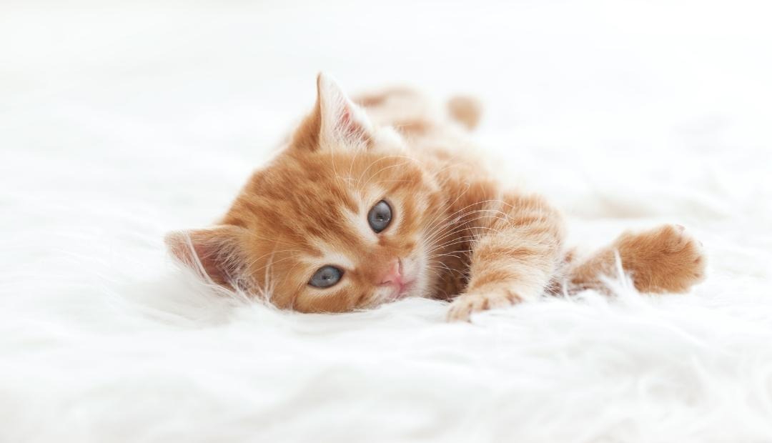 6 Things to Expect When Getting a New Kitten Cover Photo