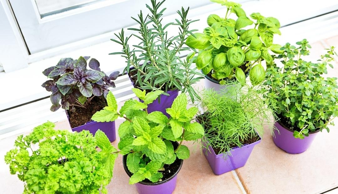 4 Herbs You Should Grow In Your Kitchen Cover Photo