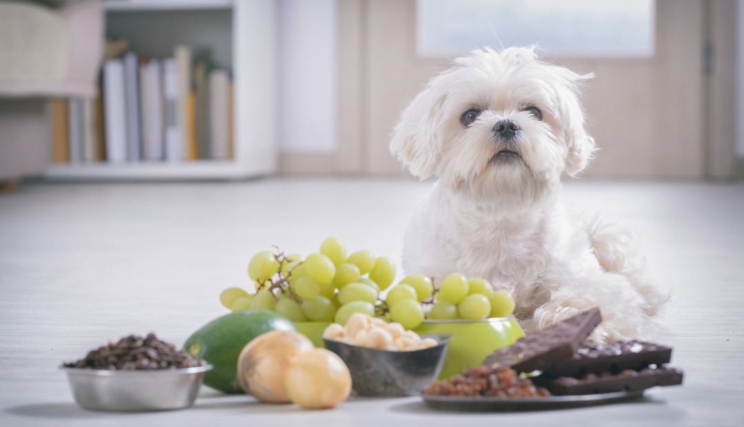 Image for Dangerous Delicacies: The Top 10 Toxic Foods for Pets