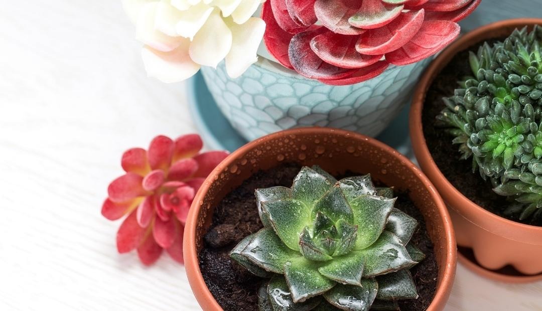 5 Beneficial Houseplants You Can Use To Adorn Your Kitchen Cover Photo