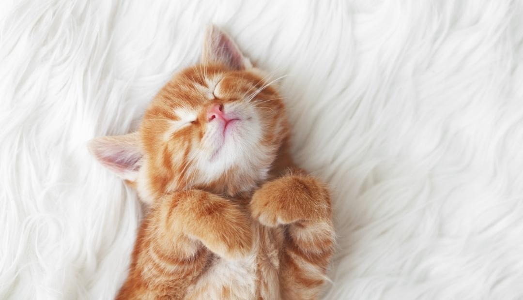 6 Things You Should Know When Getting Your First Kitten Cover Photo