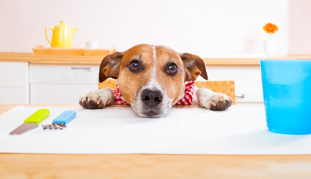 Image for Keep Your Furry Friends Safe: Steer Clear of These Harmful Foods for Your Pets