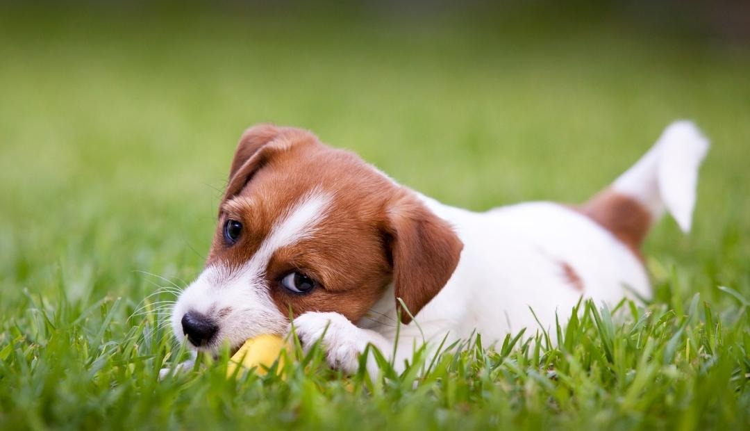 Puppy 101: How To Care For Your New Furry Friend Cover Photo