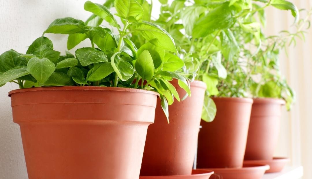 Kitchen Gardening: 4 Herbs You Can Grow Easily Cover Photo