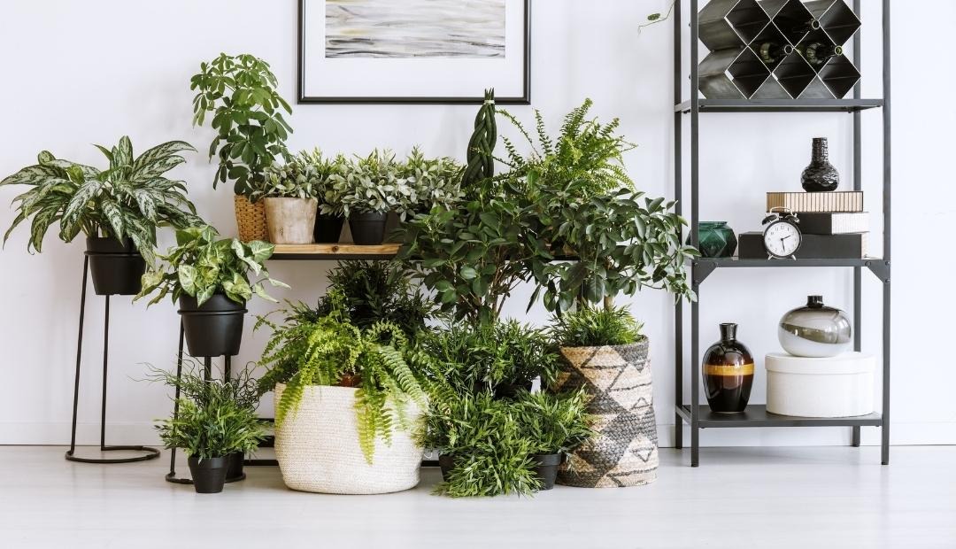 5 Essential Houseplants That Improve Air Quality in Your Kitchen Cover Photo