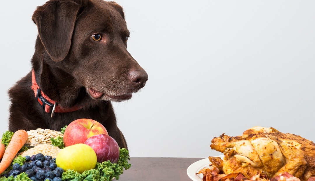Image for Pet Toxins: 10 Foods You Should Never Feed Your Pets