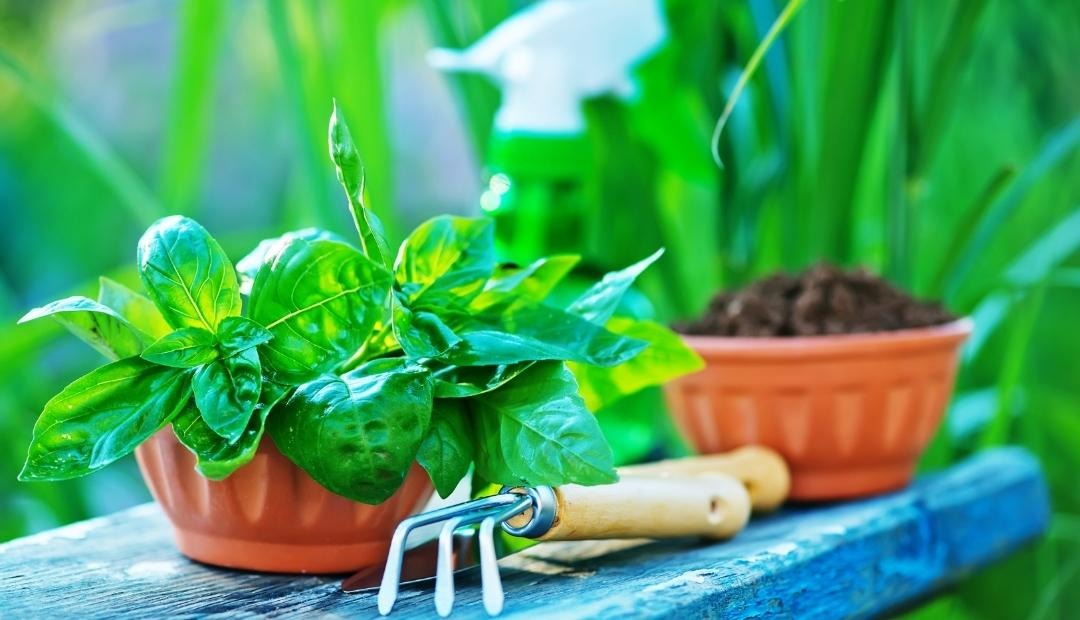Gardening: 5 Ways It Can Enhance Your Life Cover Photo