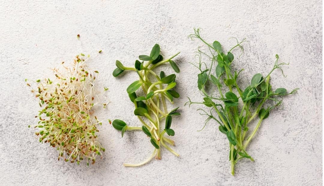 Guide to Microgreens: Benefits, Kinds, and Meal Ideas Cover Photo