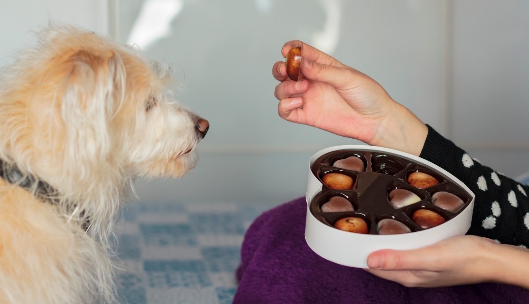 Image for Beware: The Most Harmful Foods for Your Furry Friends