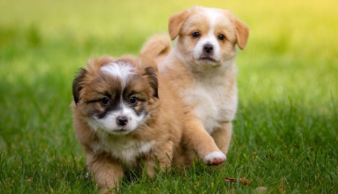 Getting a New Puppy: What to Expect Cover Photo
