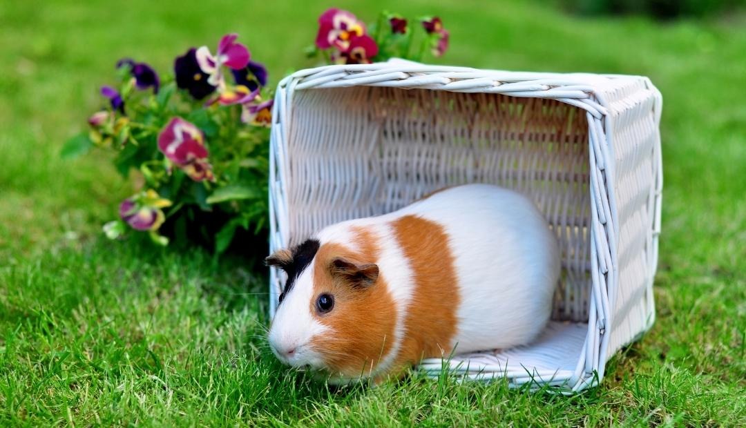 How to Take Care of Your Pet Guinea Pig Cover Photo