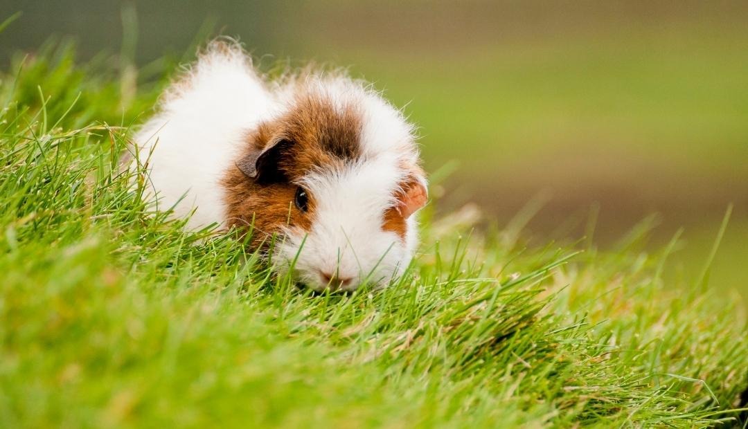 Beginner's Guide to Caring for a Pet Guinea Pig Cover Photo