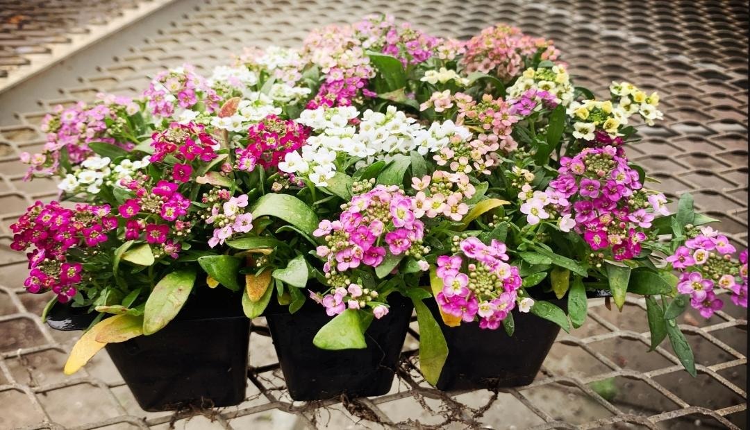 Container Gardening: 5 Flowers You Can Easily Grow Cover Photo