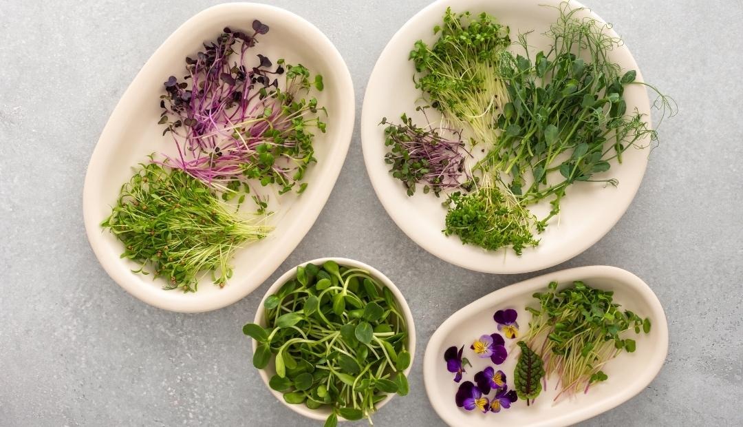 The Many Benefits and Types of Microgreens Plus How to Enjoy Them Cover Photo