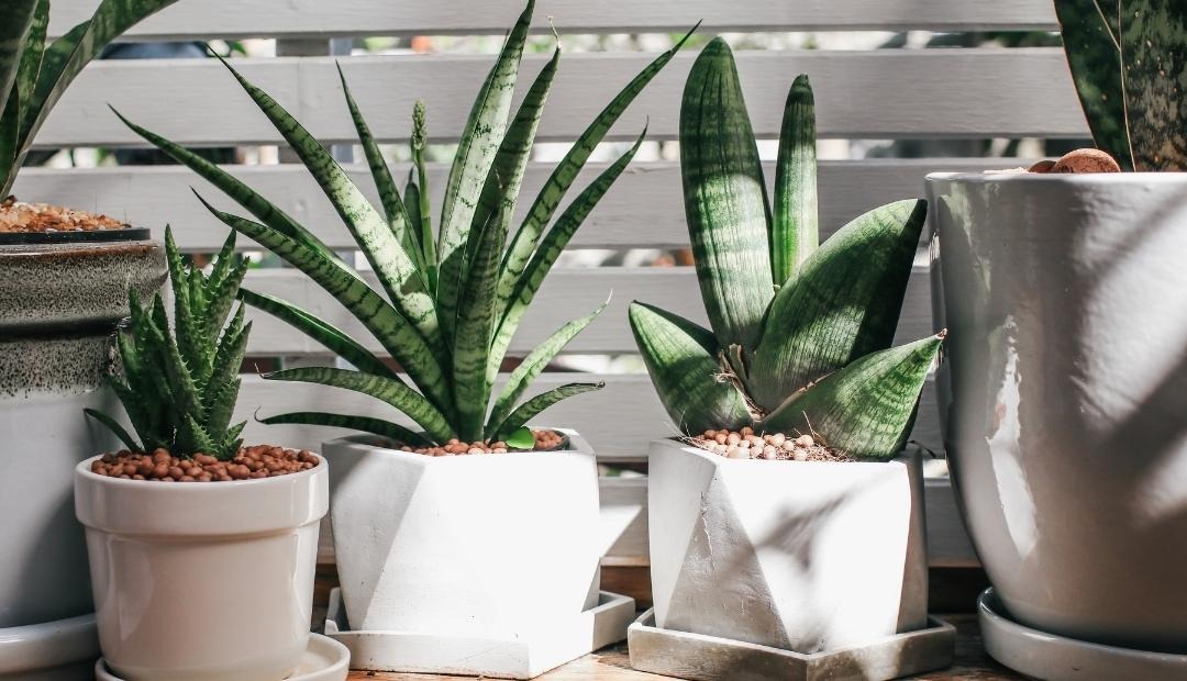 Brighten Your Kitchen With These 5 Simple Houseplants Cover Photo