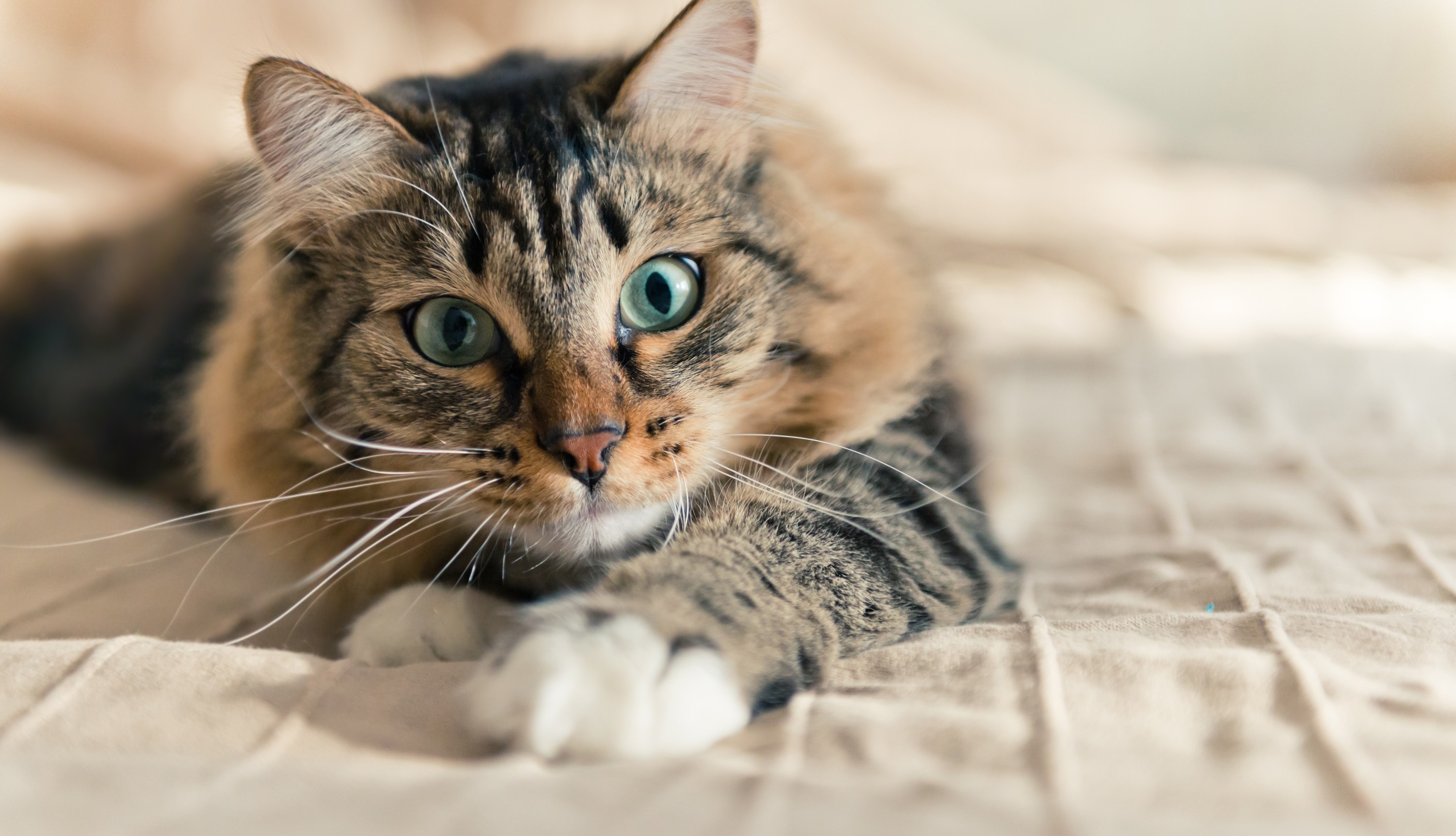 5 Small Apartment Pets That Are Easy to Care For Cover Photo