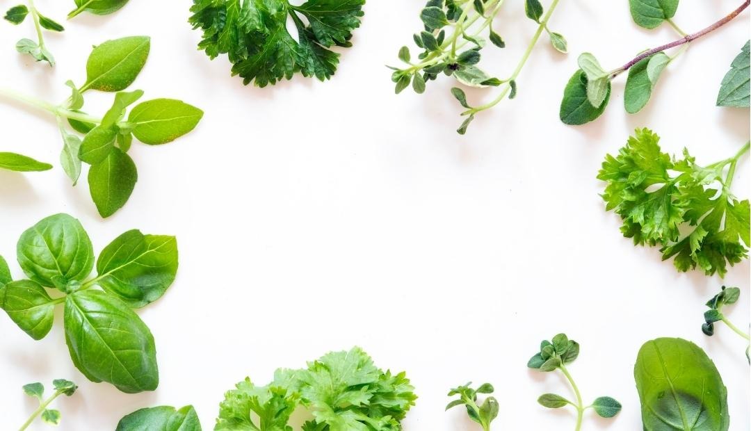 Grow These 4 Herbs To Add Freshness To Your Meals Cover Photo