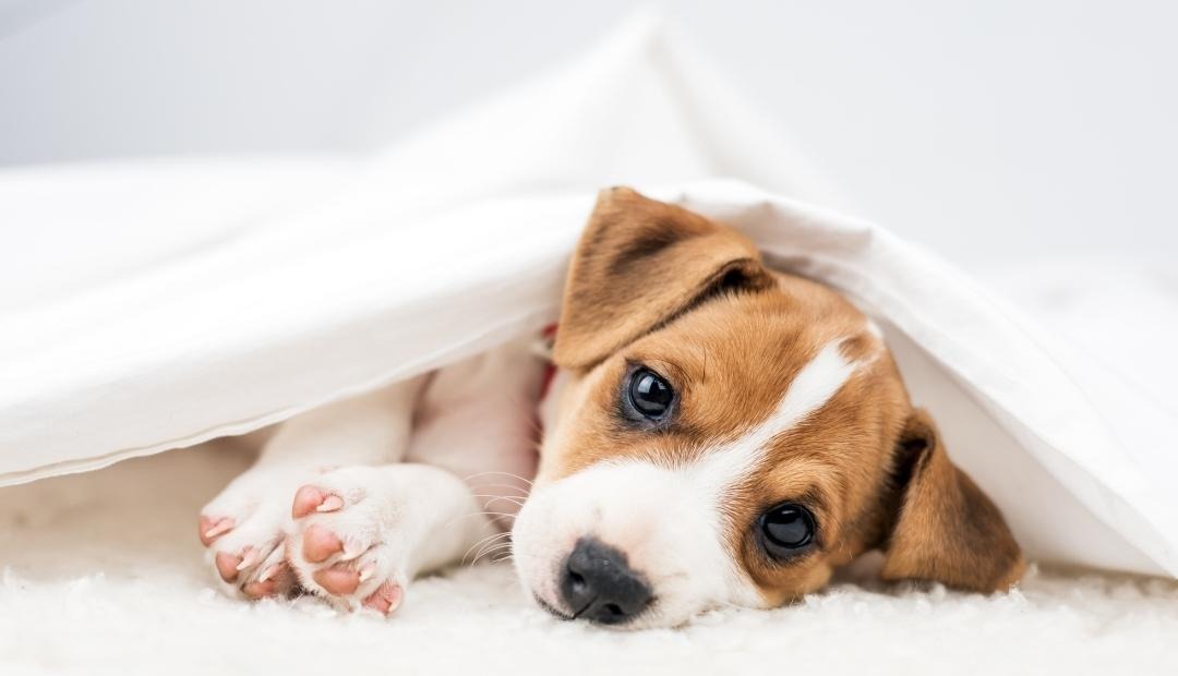 What to Expect Before Bringing Home a Puppy Cover Photo